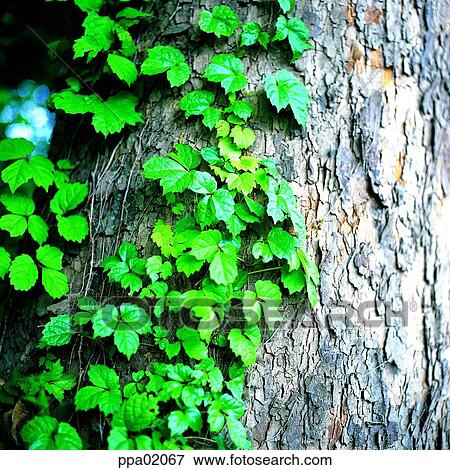tree, bark, tree vine, vine, bine, ivy, vine View Large Photo Image Stock Photo - tree, bark, tree vine, vine, bine, ivy, vine. Fotosearch