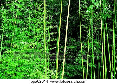 tree, Damyang, bamboo, bamboo, bamboo wood, plants View Large Photo Image Picture - tree, Damyang, bamboo, bamboo, bamboo wood, plants. Fotosearch