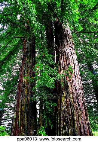 tree, forest, woodland, plants, some trees, several stumps View Large Photo Image Stock Image - tree, forest, woodland, plants, some trees, several stumps. Fotosearch