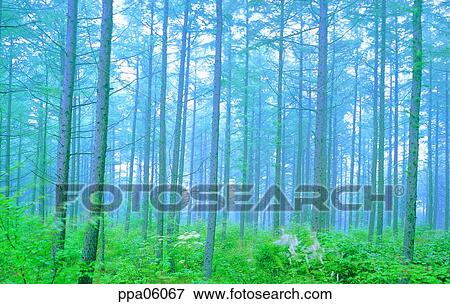 tree, glass, wood, plants, fog, mist View Large Photo Image Stock Photo - tree, glass, wood, plants, fog, mist. Fotosearch