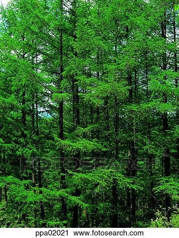 tree, leafy shade, plants, thick, dense, nature View Large Photo Image Stock Image - tree, leafy shade, plants, thick, dense, nature. Fotosearch