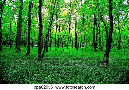tree, leafy shade, wood, tree, plants, landed plants View Large Photo Image Stock Photograph - tree, leafy shade, wood, tree, plants, landed plants. Fotosearch