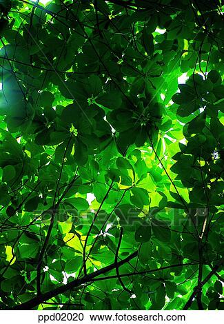 tree, leaves, thick, exuberant, plants View Large Photo Image Stock Image - tree, leaves, thick, exuberant, plants. Fotosearch