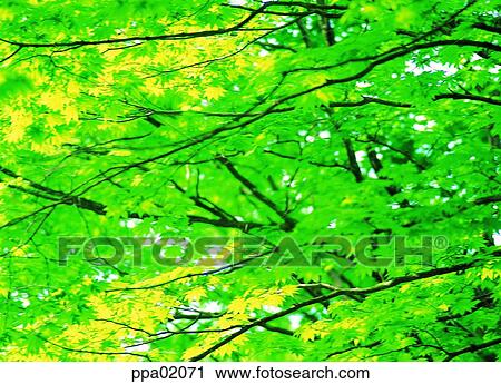 tree, maple tree, red leaves, plants, summer, one part View Large Photo Image Stock Image - tree, maple tree, red leaves, plants, summer, one part. Fotosearch