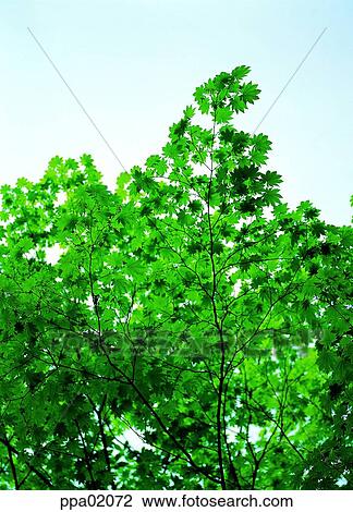 tree, maple tree, red leaves, plants, summer, one part View Large Photo Image Stock Image - tree, maple tree, red leaves, plants, summer, one part. Fotosearch