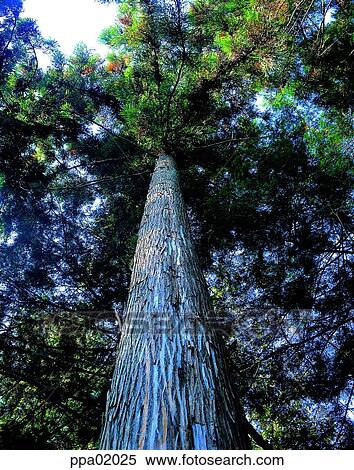tree, plants, nature, landscape, scenery, scene View Large Photo Image Stock Photography - tree, plants, nature, landscape, scenery, scene. Fotosearch
