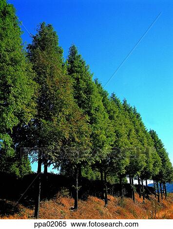 tree, plants, some trees, several stumps, nature, landscape View Large Photo Image Stock Photography - tree, plants, some trees, several stumps, nature, landscape. Fotosearch