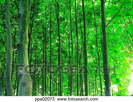 tree, post, wood, forest, plants, thick View Large Photo Image Stock Image - tree, post, wood, forest, plants, thick. Fotosearch