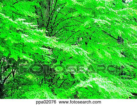 tree, thickly-wood, plants, summer, one part, portion View Large Photo Image Stock Photograph - tree, thickly-wood, plants, summer, one part, portion. Fotosearch