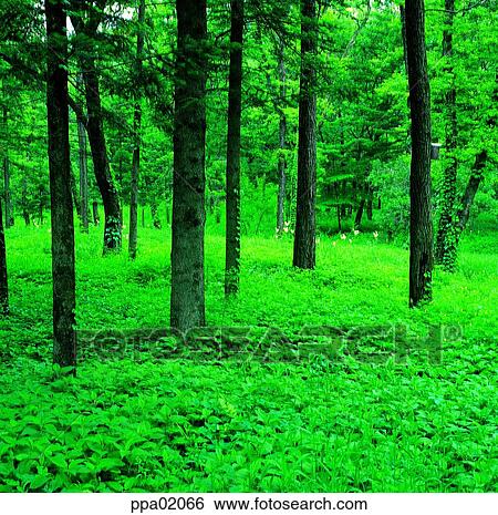 tree, tree and herbs, vine, bine, wood, forest View Large Photo Image Stock Photograph - tree, tree and herbs, vine, bine, wood, forest. Fotosearch