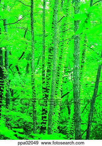 tree, tree and vine, vine, bine, wood, plants View Large Photo Image Stock Photo - tree, tree and vine, vine, bine, wood, plants. Fotosearch