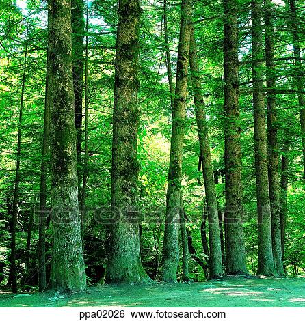 tree, tree shadow, wood, wood, plants, some trees View Large Photo Image Stock Photograph - tree, tree shadow, wood, wood, plants, some trees. Fotosearch