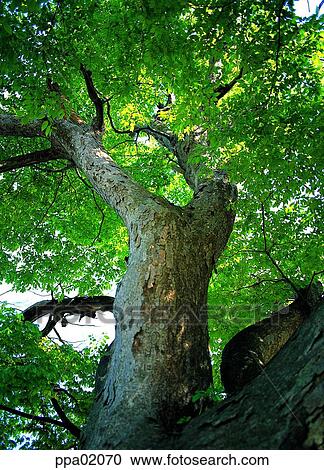 Stock Image - tree, tree trunk, plants, one part, portion, section. Fotosearch