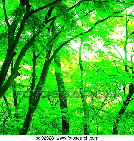 tree, wood, branch, leafy shade, spring, wood View Large Photo Image Stock Photo - tree, wood, branch, leafy shade, spring, wood. Fotosearch