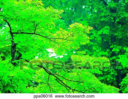 tree, wood, branch, maple tree, red leaves, plants View Large Photo Image Stock Photograph - tree, wood, branch, maple tree, red leaves, plants. Fotosearch