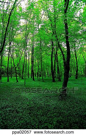 tree, wood, forest, tree, plants, landed plants View Large Photo Image Stock Photo - tree, wood, forest, tree, plants, landed plants. Fotosearch