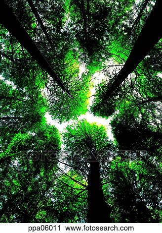 tree, wood, forest, woodland, forest, plants View Large Photo Image Stock Image - tree, wood, forest, woodland, forest, plants. Fotosearch