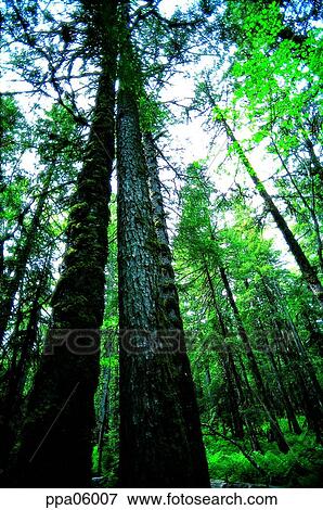 tree, wood, forest, woodland, forest, plants View Large Photo Image Stock Photo - tree, wood, forest, woodland, forest, plants. Fotosearch