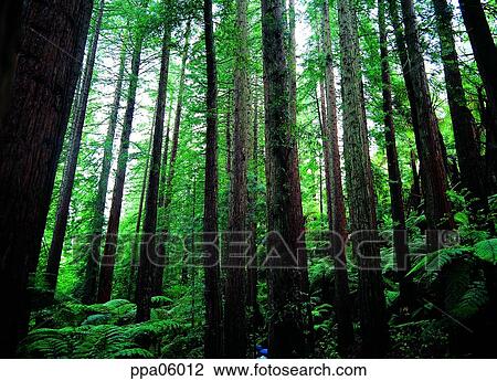 tree, wood, leafy shade, forest, woodland, forest View Large Photo Image Stock Image - tree, wood, leafy shade, forest, woodland, forest. Fotosearch