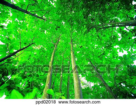 tree, wood, leafy shade, wood, plants, some trees View Large Photo Image Stock Photo - tree, wood, leafy shade, wood, plants, some trees. Fotosearch