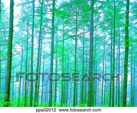 tree, wood, plants, fog, mist, nature View Large Photo Image Stock Image - tree, wood, plants, fog, mist, nature. Fotosearch