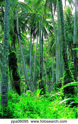 tree, wood, plants, palm tree, some trees, several stumps View Large Photo Image Stock Photography - tree, wood, plants, palm tree, some trees, several stumps. Fotosearch