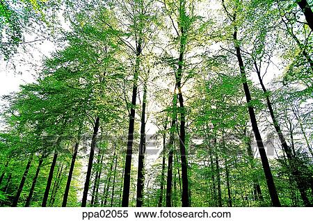 tree, wood, wood, forest, plants, some trees View Large Photo Image Stock Photography - tree, wood, wood, forest, plants, some trees. Fotosearch