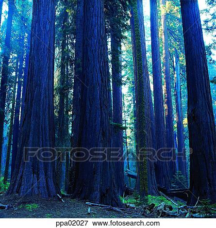 tree, wood, wood, plants, fog, mist View Large Photo Image Stock Photo - tree, wood, wood, plants, fog, mist. Fotosearch