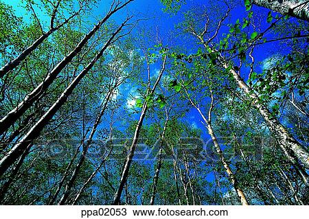 tree, wood, wood, plants, nature, landscape View Large Photo Image Stock Image - tree, wood, wood, plants, nature, landscape. Fotosearch