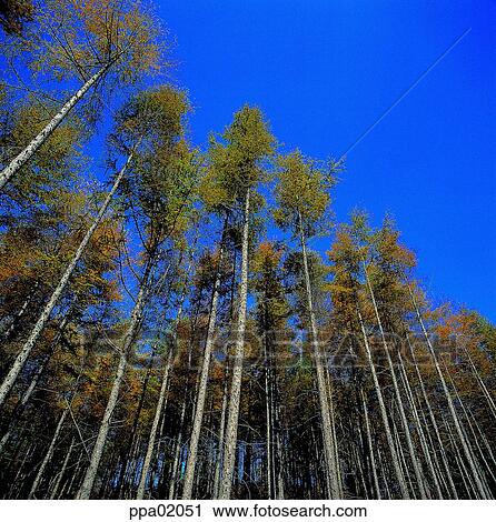 Stock Image - tree, wood, wood, plants, thick, dense. Fotosearch