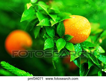 Stock Image - citrus, persimmonorange tree, tangerin tree, fruit, fruit tree, orange, mandarin. Fotosearch