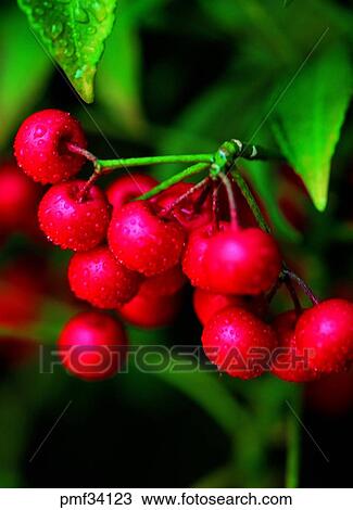 tree fruit, nut, berry, upside of tree, fruit, nut View Large Photo Image Stock Image - tree fruit, nut, berry, upside of tree, fruit, nut. Fotosearch