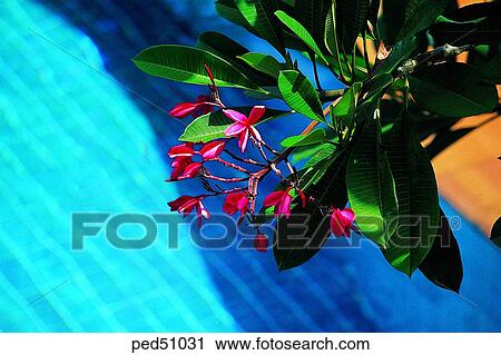 flower, day, plants, outside, outdoor, exterior View Large Photo Image Stock Image - flower, day, plants, outside, outdoor, exterior. Fotosearch