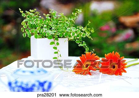 Gerbera, flower, flowers, day, livehood, life View Large Photo Image Stock Image - Gerbera, flower, flowers, day, livehood, life. Fotosearch