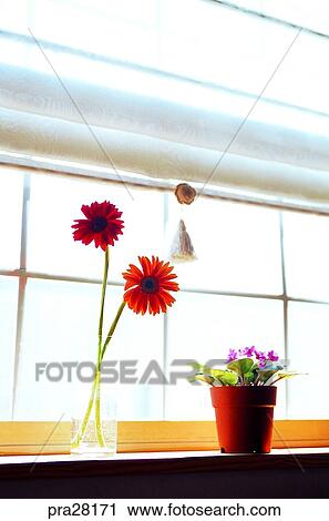 Gerbera, sitting room, parlor, living room, flower, flowers, day View Large Photo Image Stock Image - Gerbera, sitting room, parlor, living room, flower, flowers, day. Fotosearch