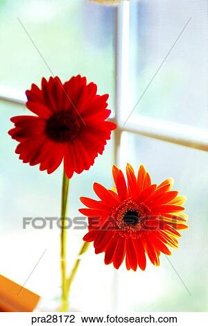 Stock Image - Gerbera, sitting room, parlor, living room, flower, flowers, day. Fotosearch