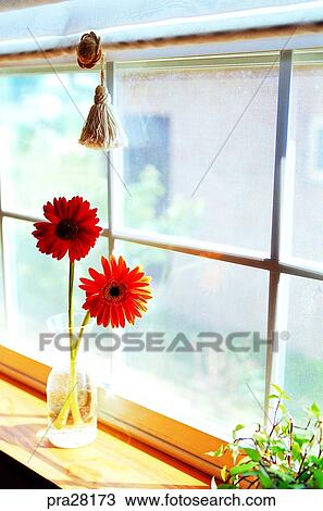 Gerbera, sitting room, parlor, living room, flower, flowers, day View Large Photo Image Stock Image - Gerbera, sitting room, parlor, living room, flower, flowers, day. Fotosearch