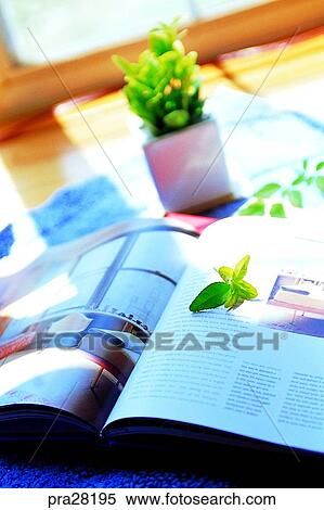 sitting room, parlor, living room, leaf, leaves, day, book View Large Photo Image Stock Photography - sitting room, parlor, living room, leaf, leaves, day, book. Fotosearch