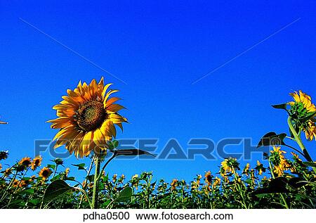 flower, day, outdoor, outdoors, outside, blossom View Large Photo Image Stock Image - flower, day, outdoor, outdoors, outside, blossom. Fotosearch