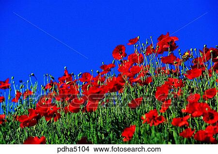 flower, flowers, flower field, field, wild flower, red View Large Photo Image Picture - flower, flowers, flower field, field, wild flower, red. Fotosearch