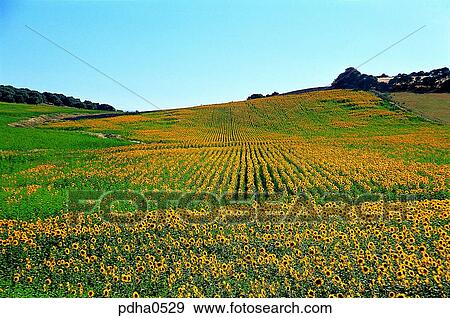 Stock Photo - flower, flowers, flower field, field, day, Spain. Fotosearch