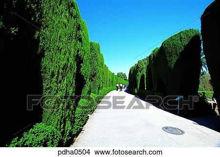 tree, trees, day, person, outdoor, outdoors View Large Photo Image Picture - tree, trees, day, person, outdoor, outdoors. Fotosearch