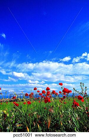 cloud, flower, day, wild flower, wild flowers, outdoor View Large Photo Image Stock Image - cloud, flower, day, wild flower, wild flowers, outdoor. Fotosearch