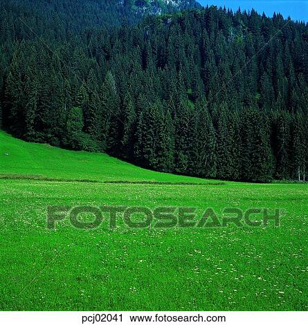 day, field, farm, forest, woodland, outdoor View Large Photo Image Stock Image - day, field, farm, forest, woodland, outdoor. Fotosearch