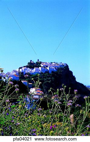Stock Image - day, wild flower, wild flowers, village, Spein, outdoor. Fotosearch