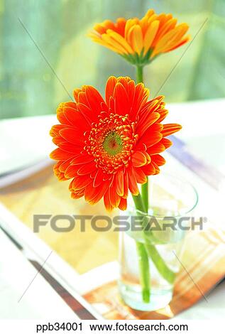 flower, flowers, plant, vegetation, petal, indoor, interior View Large Photo Image Stock Image - flower, flowers, plant, vegetation, petal, indoor, interior. Fotosearch