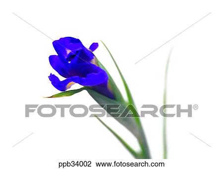 flower, flowers, plant, vegetation, petal, nature, naturalism View Large Photo Image Stock Image - flower, flowers, plant, vegetation, petal, nature, naturalism. Fotosearch