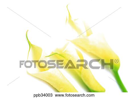 flower, flowers, plant, vegetation, petal, nature, naturalism View Large Photo Image Stock Image - flower, flowers, plant, vegetation, petal, nature, naturalism. Fotosearch