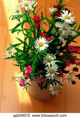 Stock Image - flower, flowers, plant, vegetation, petal, nature, naturalism. Fotosearch