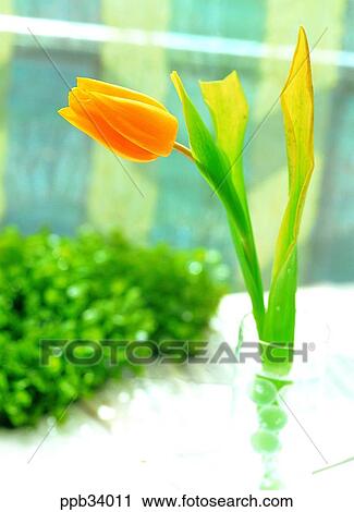 flower, flowers, plant, vegetation, petal, indoor, interior View Large Photo Image Stock Image - flower, flowers, plant, vegetation, petal, indoor, interior. Fotosearch
